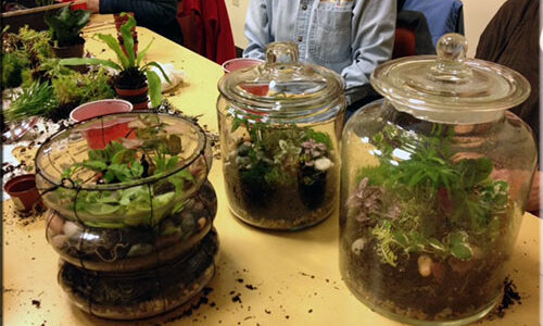 cp-terrarium1